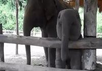 Pikku norsu ja sen välipala