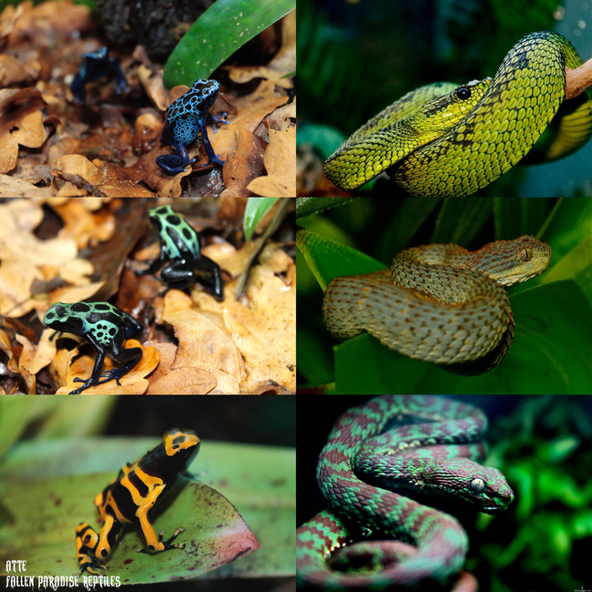 Itsekehuviikkoa kun vietämme näköjään tässä murto-osa omasta erikoisemmasta kokoelmasta, sammakot nuolimyrkkysammakoita (dendrobates) ja käärmeet kaikki myrkyllisiä kyitä (atheris ja trimeresurus-sukua) - kodin faunaa