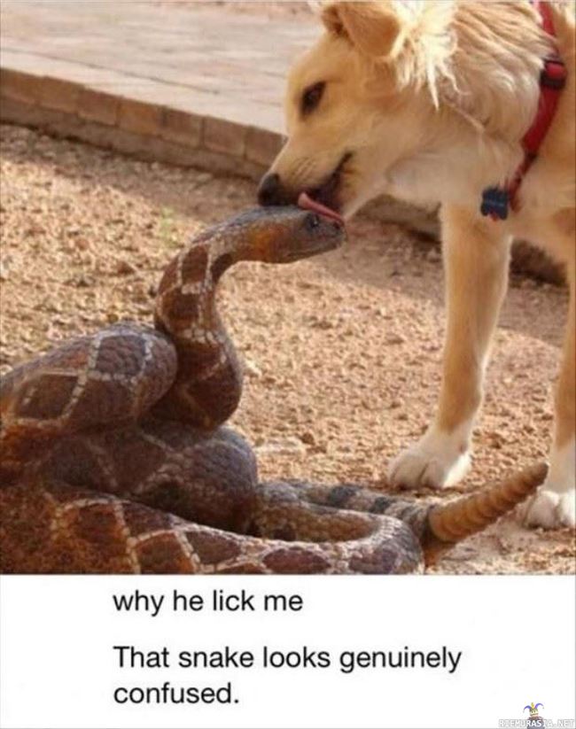 Ystävyyttä yli rajojen - Koira maistelee käärmepaistia