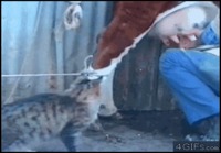 Kissa juo tuoretta maitoa