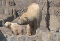 Jääkarhunpentu suojelee emoaan