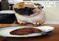 Who stole my muffin?