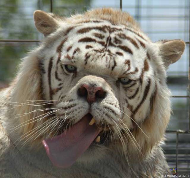 Kenny the down syndrome tiger - Kennylla oli downin syndrooma eikä muut eläintarhat halunneet sitä. Kenny löysi kuitenkin kodin suurten kissaeläinten turvakodista ja nousi tämän jälkeen julkisuuteen.
