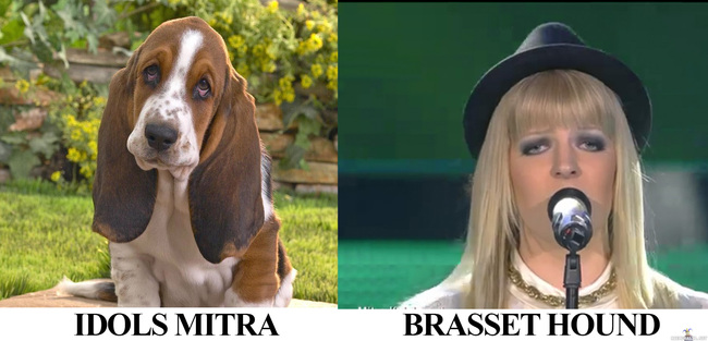Look a like - Idols Mitra vs Basset Hound