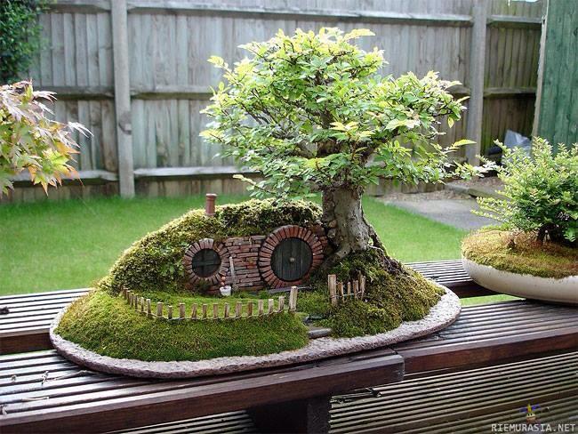 Bonsai -  