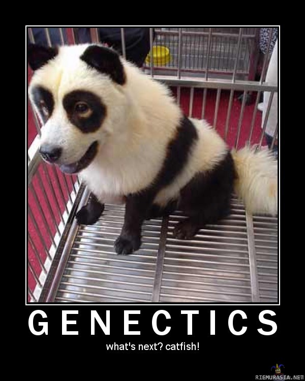 Genetiikkaa - Mitähän seuraavaksi?