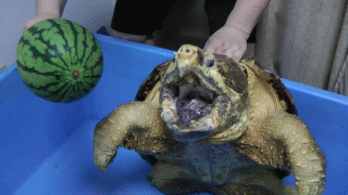 Don&#039;t mess with this turtle