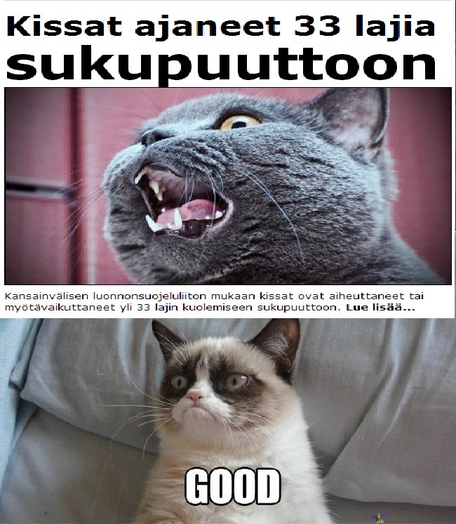 grumpy cat