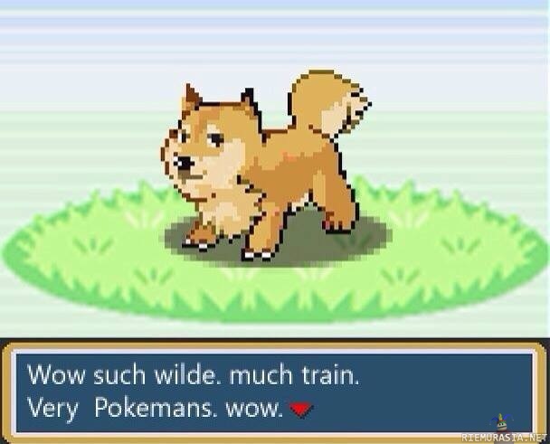 Wild Doge Appeared! - wow such wilde doge, very nice, so catchy.