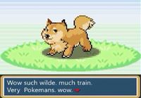 Wild Doge Appeared!