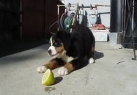 Dog Puppy vs Lemon