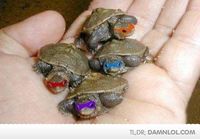 Ninja Turtles IRL