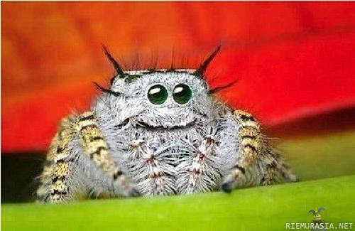 Happy spider - :)