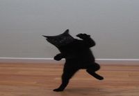 Awesome dancing cat