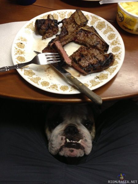 Koira pöydän alla - &quot;Voisinko minäkin saada vähäsen?&quot;