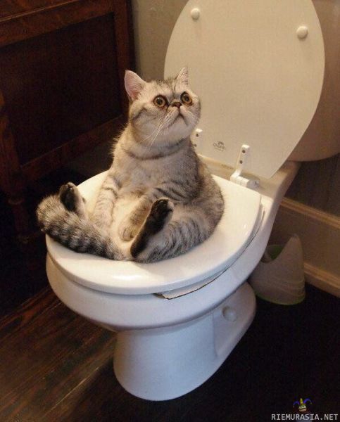 Kissa pöntöllä - &quot;Hei, vessa on varattu. Sulje ovi!&quot;