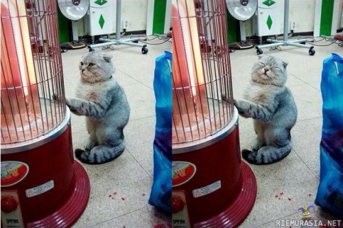 Kissa lämmittelee - ilme kertoo kaiken