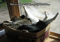 Spare cats