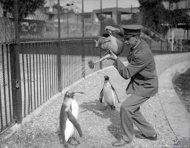 Pingviinin suihku - Tee työtä jolla on tarkoitus.