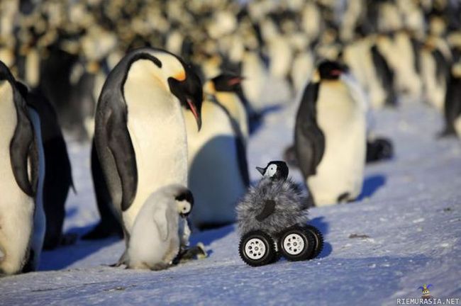 Luontokuvaajan piilokamera - pingviinit ihmettelevät