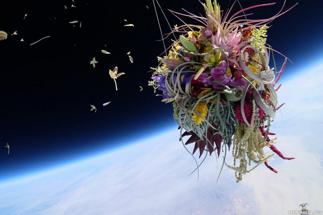 Exbiotanica - Japanilainen taiteilija Makoto Azuma lähetti kukkalajitelman stratosfääriin heliumpallon avulla. Taideteoksen nimi on Exbiotanica.