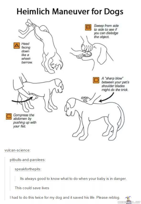 Heimlichin ote tukehtuvalle koiralle