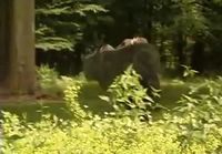 Kuvaelma miten karhu pakeni paikalta metsään