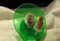 Hamsterit juoksupyörässä