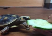 Kilpikonnalle kurkkua