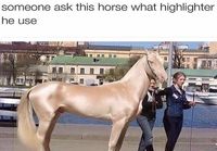 Kysykää tältä hevoselta