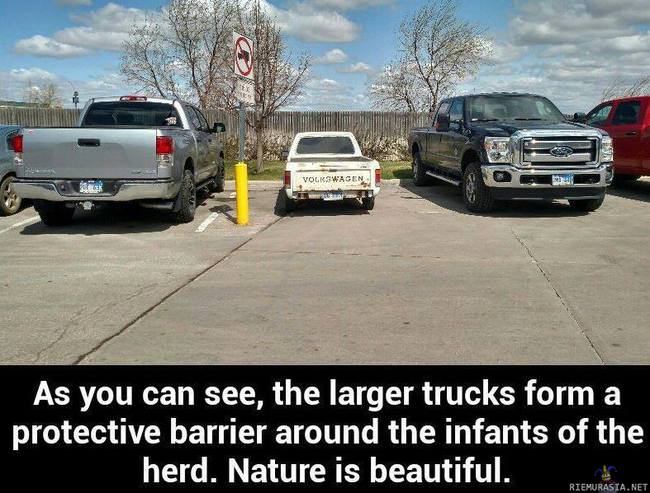 Kaunista luontoa - Isot autot suojelemassa pienokaistaan parkkipaikalla, kaunista katseltavaa kertakaikkiaan