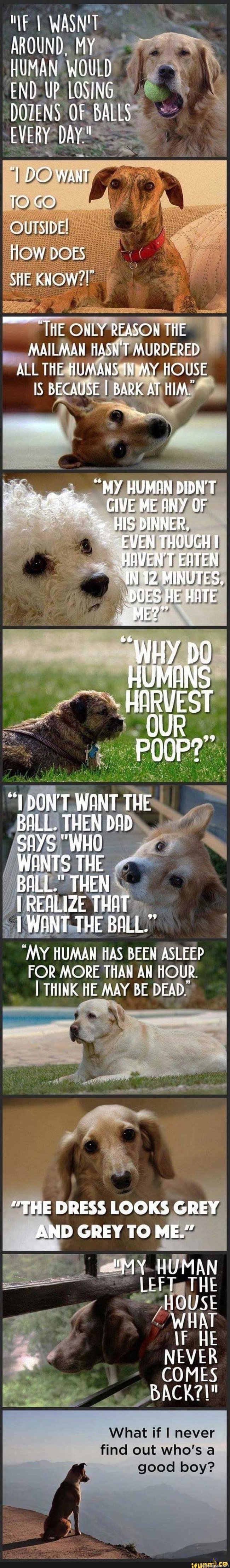 Koirien ajatuksia