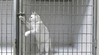 Prison Break - Animal rescue edition