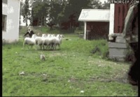 Kanipupu kyykyttää lampaita