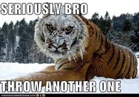 tiger haz a snowface