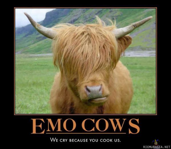 Emo lehmät