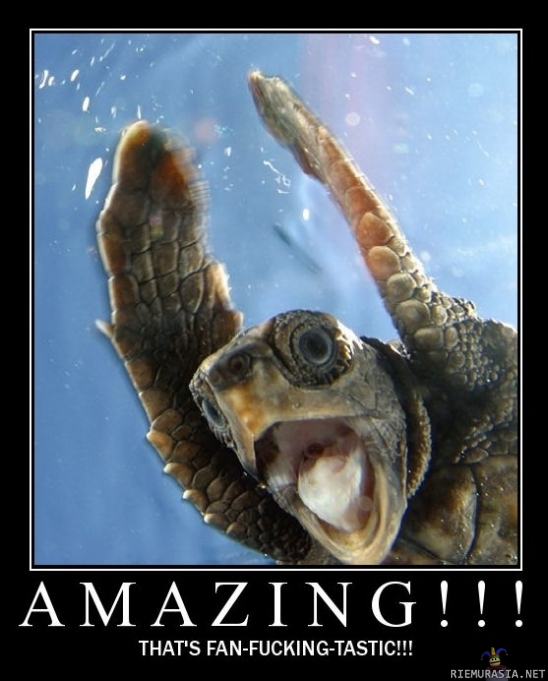 Turtle - amazing!