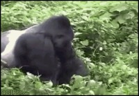 Gorilla luulee kuvaajaa pojakseen