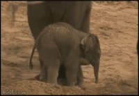 Elefantin elämää