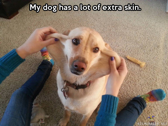Koiralla on nahkaa