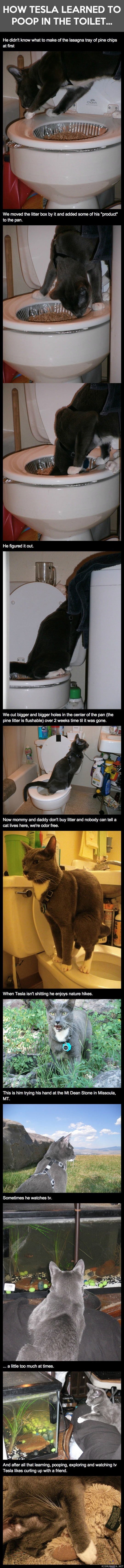 Kissan opettaminen vessatavoille