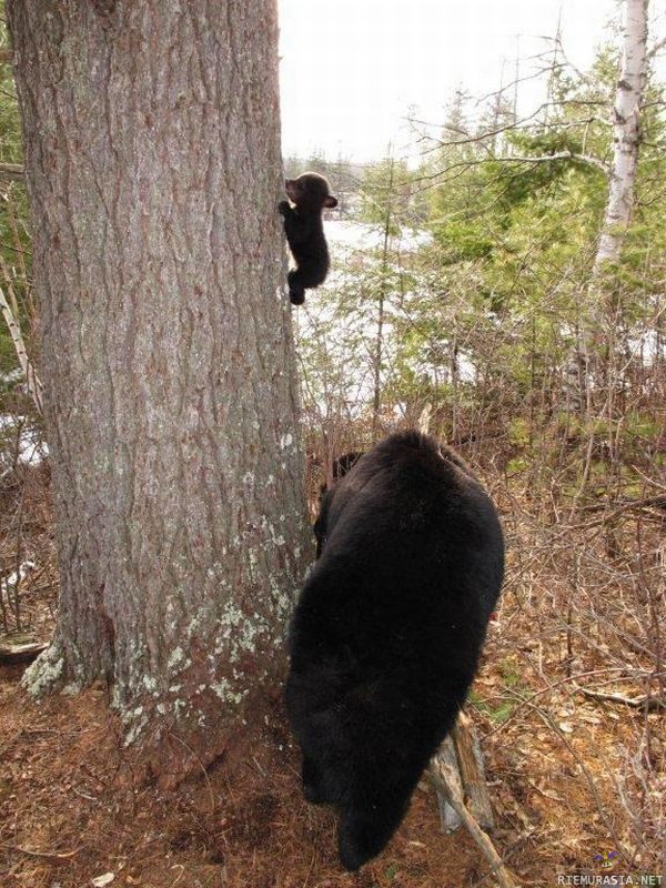 Karhunpennun ensimmäinen kiipeäminen