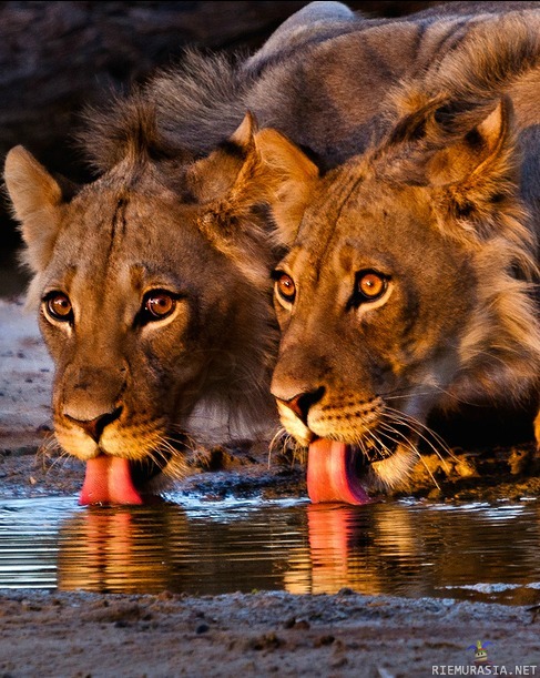 Leijonat juomassa