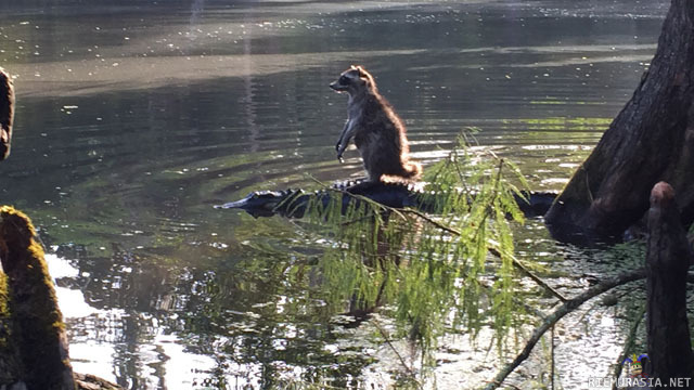 Pesukarhu matkustaa alligaattorilla