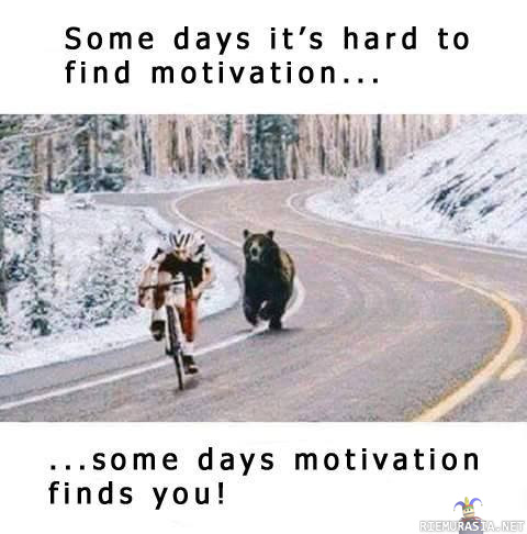 Motivaatiokarhu