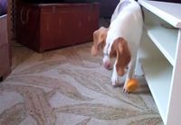 Koiran ja appelsiinin taistelu