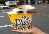Pupcorn
