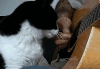 Kissa <3 Kitara