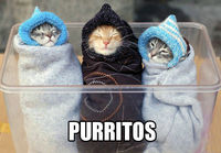 Purritos