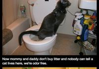Kissan opettaminen vessatavoille
